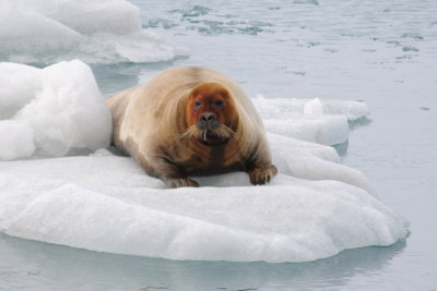 Bearded Seal - Baardrob