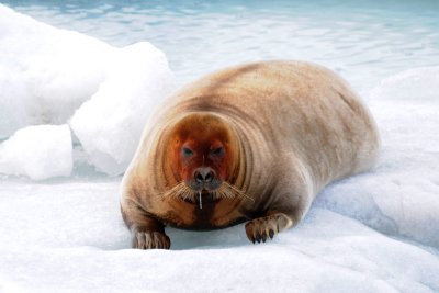 Bearded Seal - Baardrob