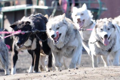 DSC_6943 sledgedogs.jpg