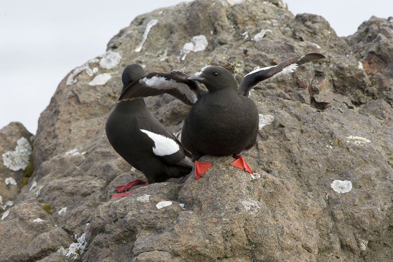 Black Guillemot