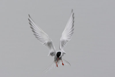 Arctic tern