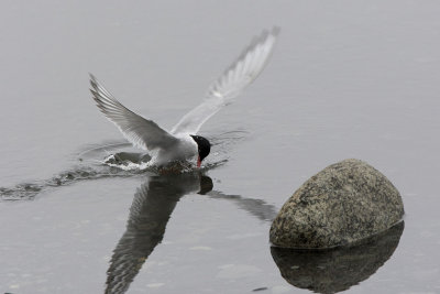 Arctic tern
