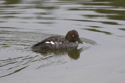 Barrow's Goldeneye