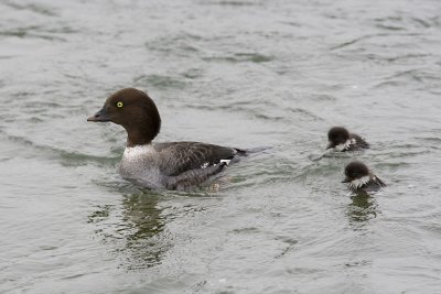 Barrow's Goldeneye