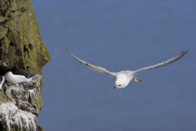 Fulmar