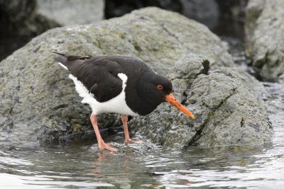 Oystercatcher