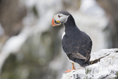 Puffin