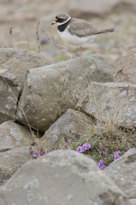 Ringed Plover