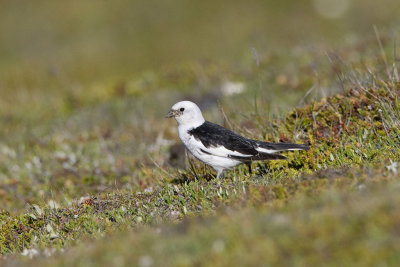 Snow Bunting