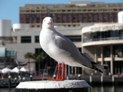 Sydney- seagull.jpg