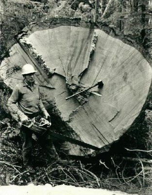 Big Timber, of days gone by.