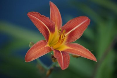 Day-Lily