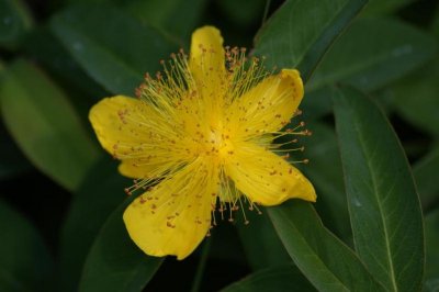 St Johns Wort