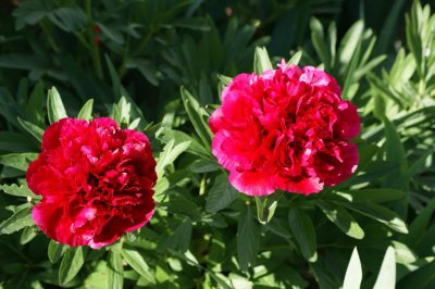 Peony