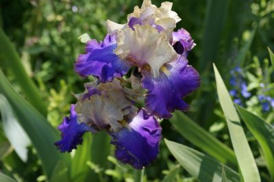 Blue and white Iris