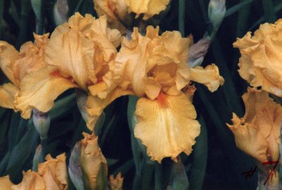 Ali's Iris Garden