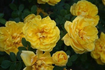 Wild Yellow rose