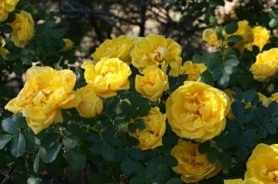 Great roses