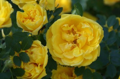 Wild Rose