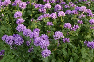 Flowers in the park