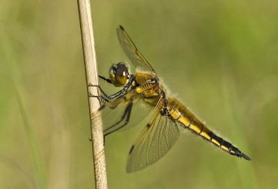 DSC_5101 Dragonfly