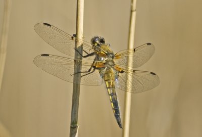 DSC_5068 4 plet
