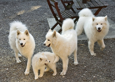 All together - Audi - Coco - Dakota - Tahoe