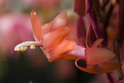 red zygo cactus