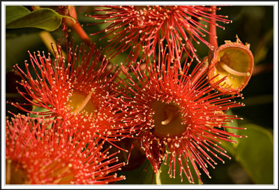 One of Western Australia's beautiful eucalyptus trees flowers, the Red Gum.