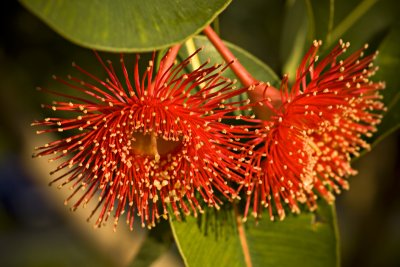 One of Western Australia's beautiful eucalyptus trees flowers, the Red Gum.