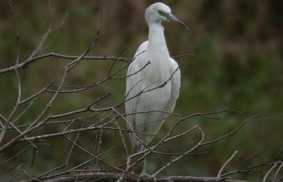 Little Blue Heron - white-phase