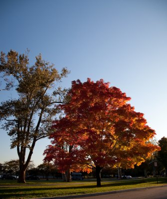 Sugar Maple near the Tidal Basin