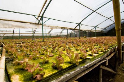 fresh lettuce