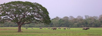 Lahugala Kitulana Elephants
