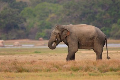 Yala-elephant.jpg