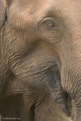 Elephant portrait.jpg