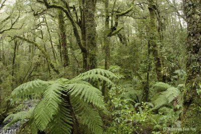 Kiwi forest near Chasm.jpg