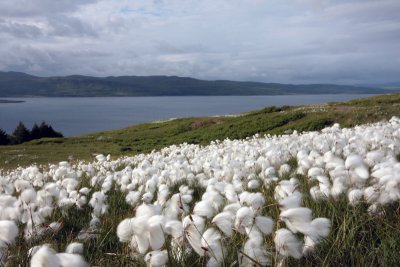 Bog Cotton