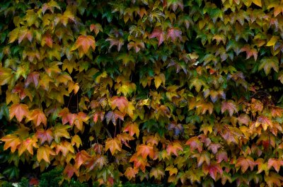 Wall