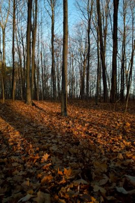 Autumn Afternoon