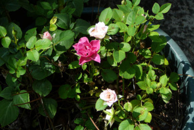 mini roses.jpg