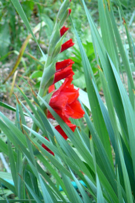gladiolus.jpg