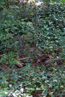 red maple.jpg