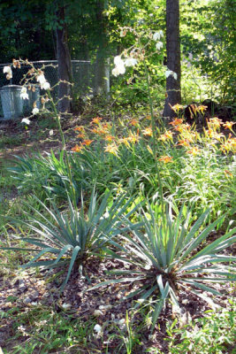 same unknown plant.jpg