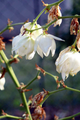 unknown plant.jpg