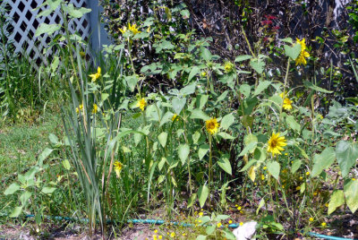 volunteer sunflowers.jpg