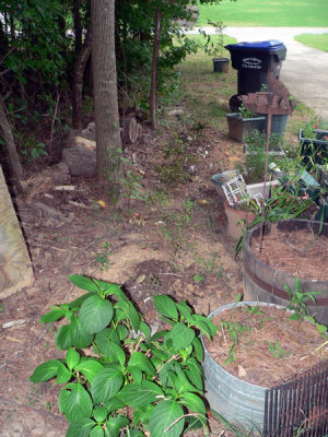 azaleas and hydrangeas.jpg