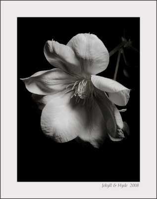 Clematis B&W