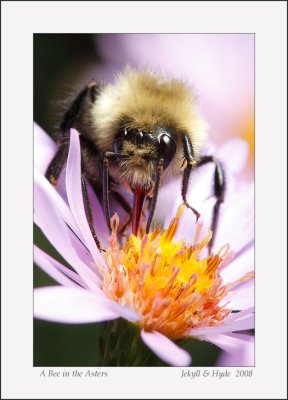 A Bee in the Asters