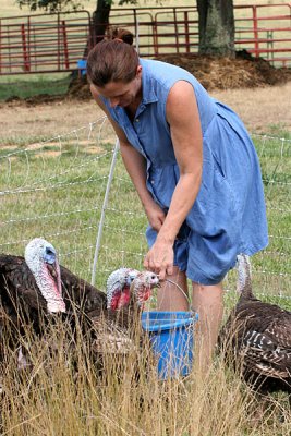 Kate feeds the turkeys